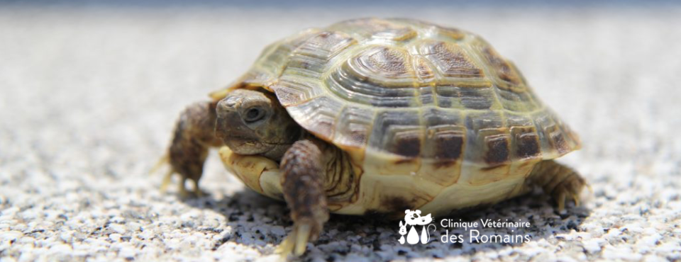 L'équilibre en calcium chez la tortue terrestre - Clinique