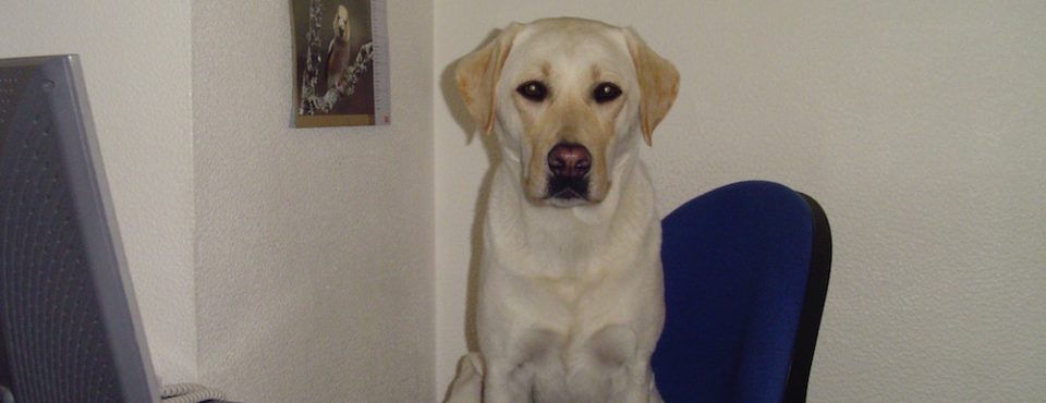 Chien Labrador assis au bureau