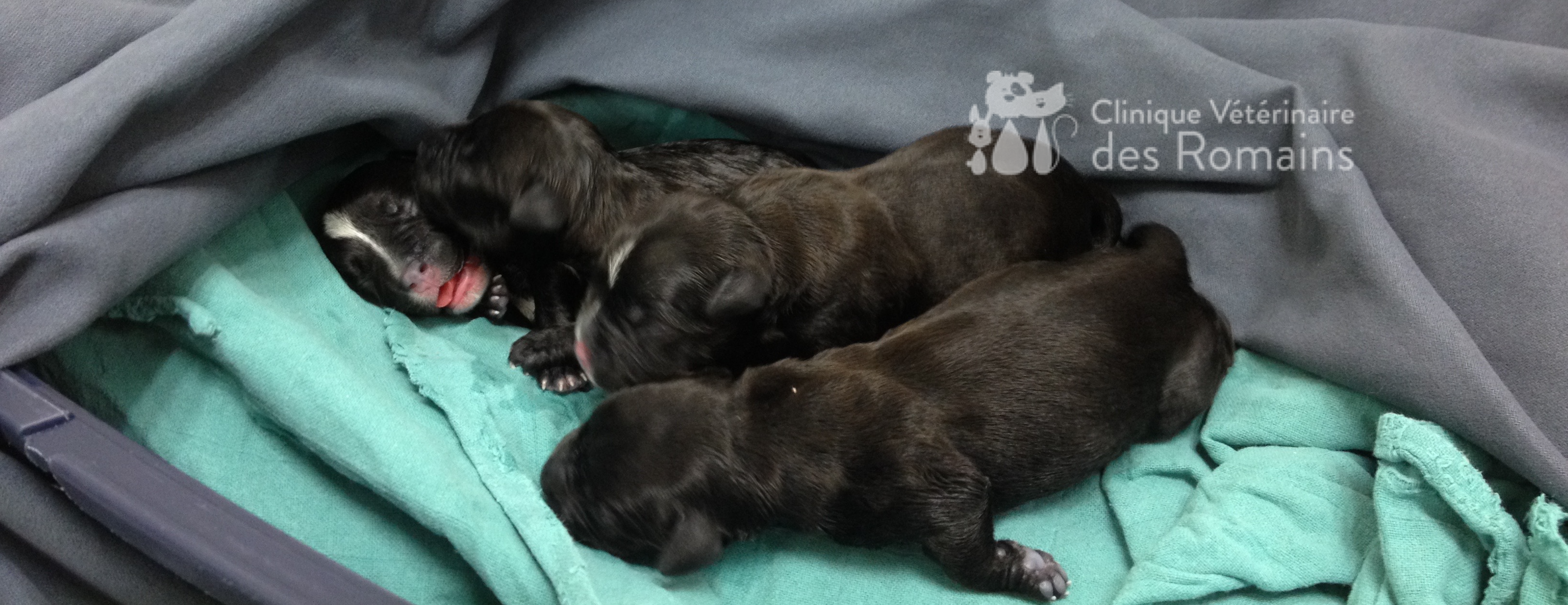 La Mise Bas De La Chienne Clinique Veterinaire Des Romains