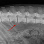 radio-arthrose-rachis-chien