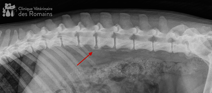 L'arthrose, une maladie de l'animal vieillissant mais pas uniquement -  Clinique Vétérinaire des Romains