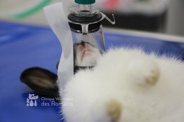 Masque anesthésique chez un lapin