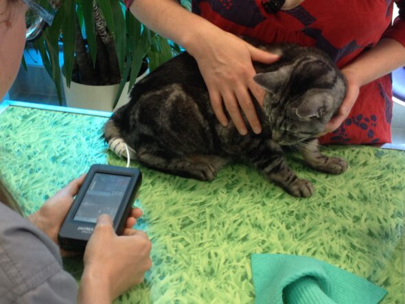 Mesure de la pression artérielle chez un chat au moyen d'un brassard posé sur sa queue. 